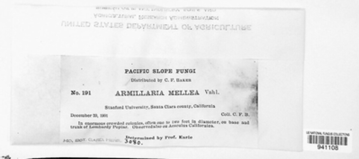 Armillaria mellea image